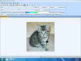 Kitten